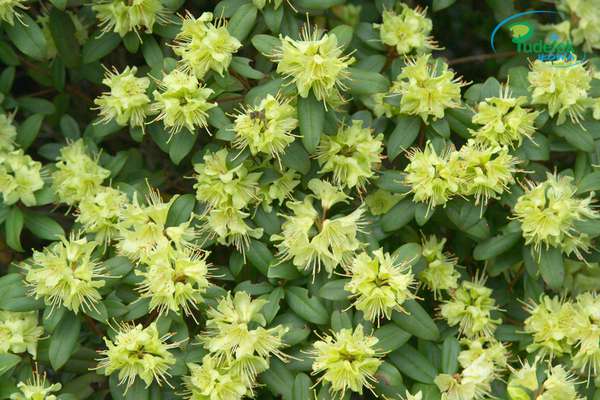 Rhododendron Cream Crest